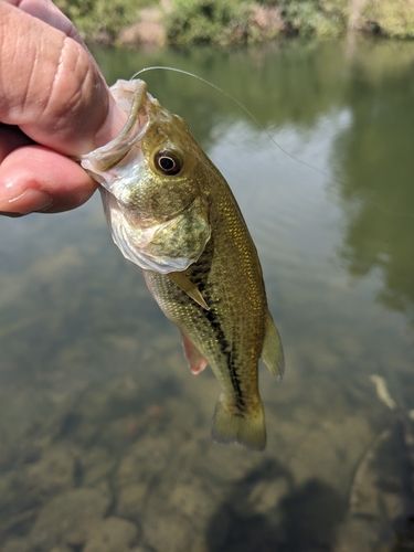 ラージマウスバスの釣果