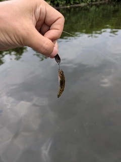 ウキゴリの釣果
