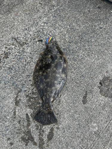 ヒラメの釣果