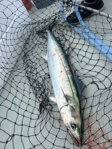 サワラの釣果