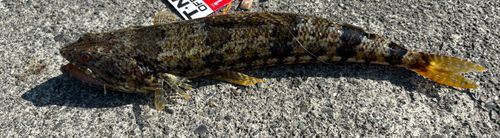 アカエソの釣果