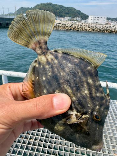 カワハギの釣果