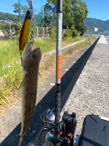 エソの釣果