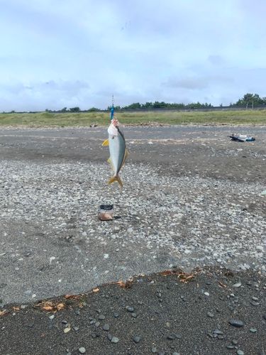 ショゴの釣果