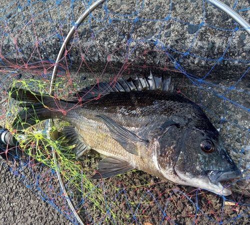 クロダイの釣果