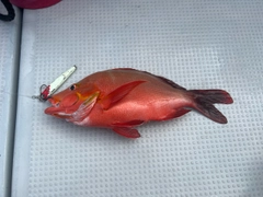 ヒメフエダイの釣果