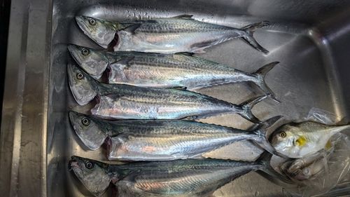 サゴシの釣果
