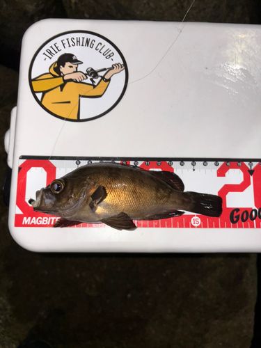 シロメバルの釣果
