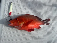 ヒメフエダイの釣果