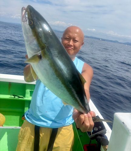 ブリの釣果