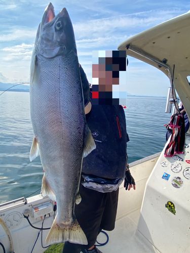 関西地方で釣れたトラウト - アングラーズ | 釣果600万件の魚釣り情報