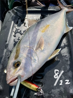 ショゴの釣果