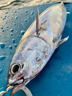 ソウダガツオの釣果