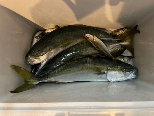 イナダの釣果