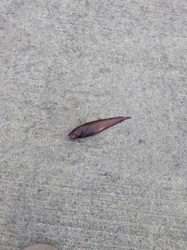 ドンコの釣果