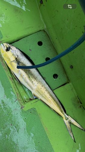 シイラの釣果