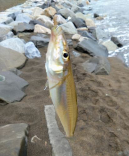 キスの釣果