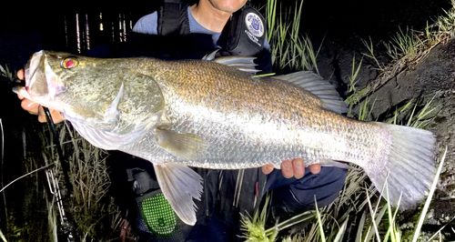 アカメの釣果