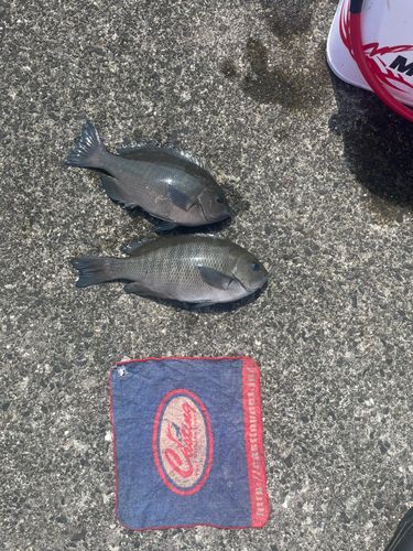 メジナの釣果