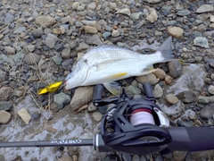 キビレの釣果