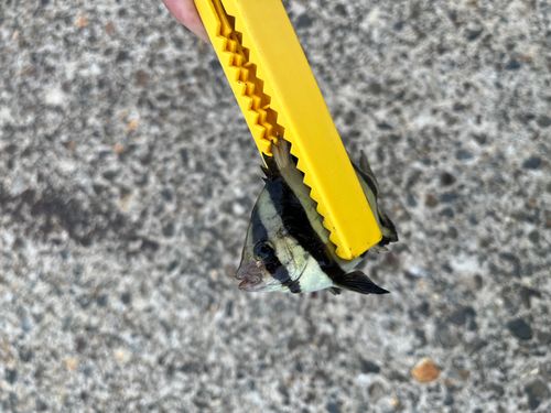 シマダイの釣果