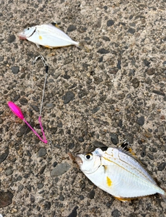 ヒイラギの釣果