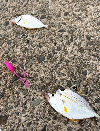 ヒイラギの釣果