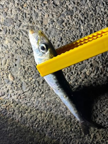 イワシの釣果