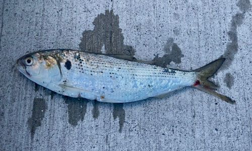 コノシロの釣果