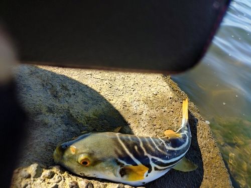 シマフグの釣果