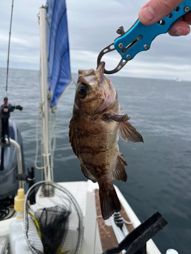 クロメバルの釣果