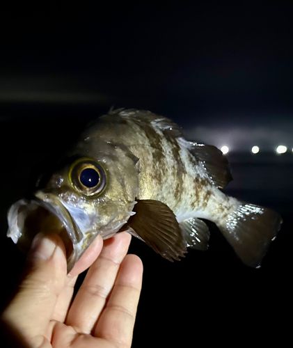 メバルの釣果