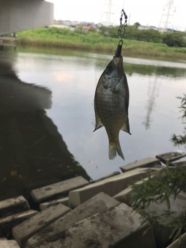 ブルーギルの釣果