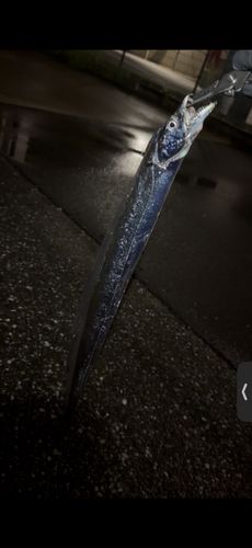 タチウオの釣果