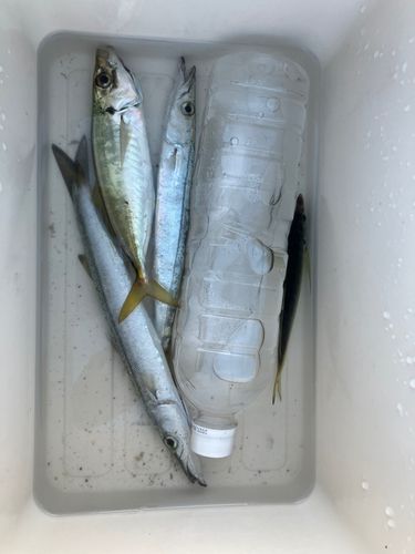カマスの釣果