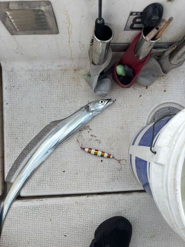 タチウオの釣果