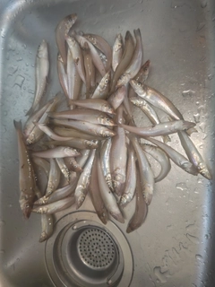 キスの釣果