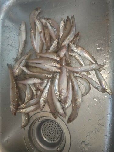 キスの釣果