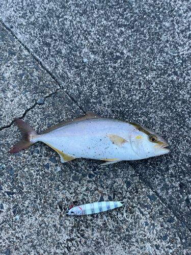 シオの釣果