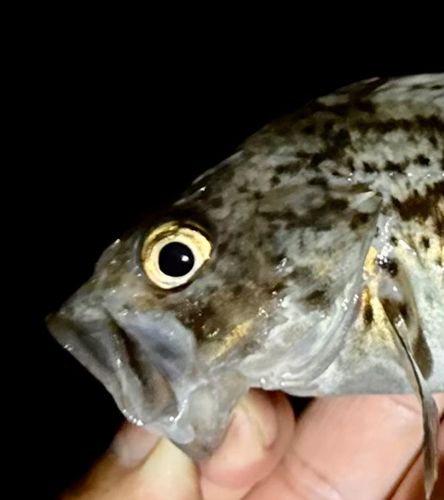 クロソイの釣果