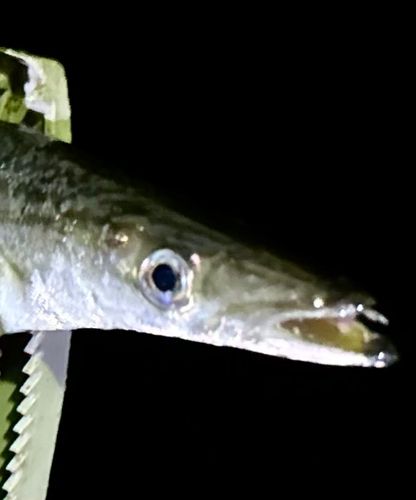 カマスの釣果