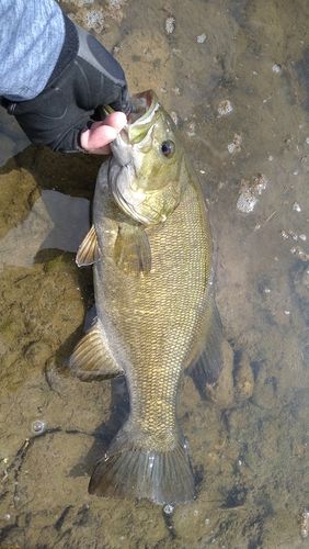 スモールマウスバスの釣果