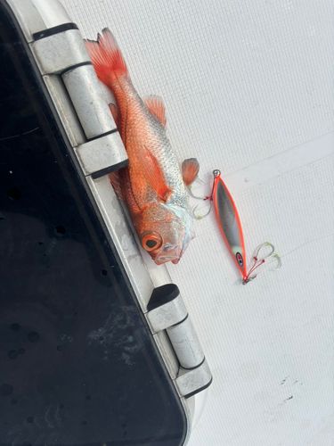 アカムツの釣果