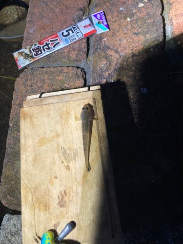 ハゼの釣果