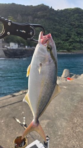 ショゴの釣果