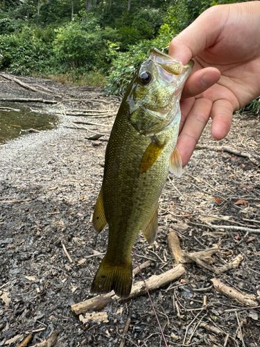 ラージマウスバスの釣果