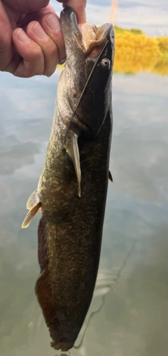 ナマズの釣果