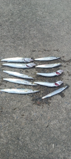 カマスの釣果