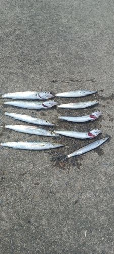 カマスの釣果