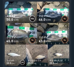 クロダイの釣果